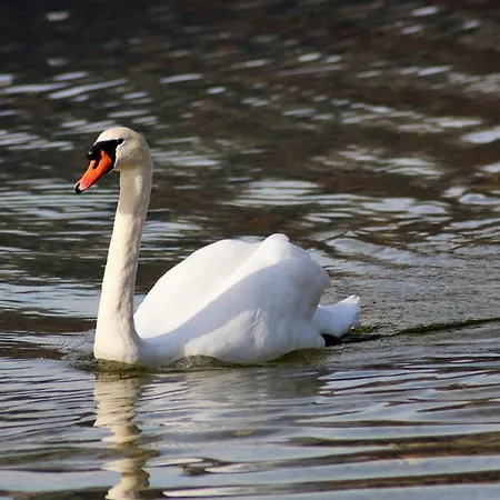 Arikogel 아파트 바드고이세른